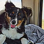 Tuff is registered to the contest to win money with this photo: dog, puppy, tricolor, smiling, indoors, window, clothing, fabric, zipper, fur, ears, eyes, nose, tongue, seat, vehicle, pet, cute, happy, portrait