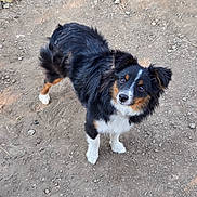 Tuff joined the competition — help win amazing prizes! dog, animal, pet, outdoor, earth, curious, black_fur, white_fur, brown_fur, ears, eyes, canine, fur, muzzle, standing, looking_up, ground, dirt, rocks, nature