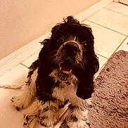 Cosmo joined the competition — help win amazing prizes! animal, black_and_white, canine, companion, cute, dog, floor, fluffy, fur, happy, indoor, looking_up, open_mouth, pet, playful, puppy, rug, small_dog, tile_floor, toy