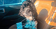 Cosmo is registered to the contest to win money with this photo: animal, black_and_white, car_interior, casual, cozy, cup_holder, daytime, dog, drink, fluffy, leather_seat, outdoor_view, parked_car, passenger_seat, pet, script_text, shadow, sunlight, vehicle, window