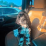 animal, black_and_white, car_interior, casual, cozy, cup_holder, daytime, dog, drink, fluffy, leather_seat, outdoor_view, parked_car, passenger_seat, pet, script_text, shadow, sunlight, vehicle, window