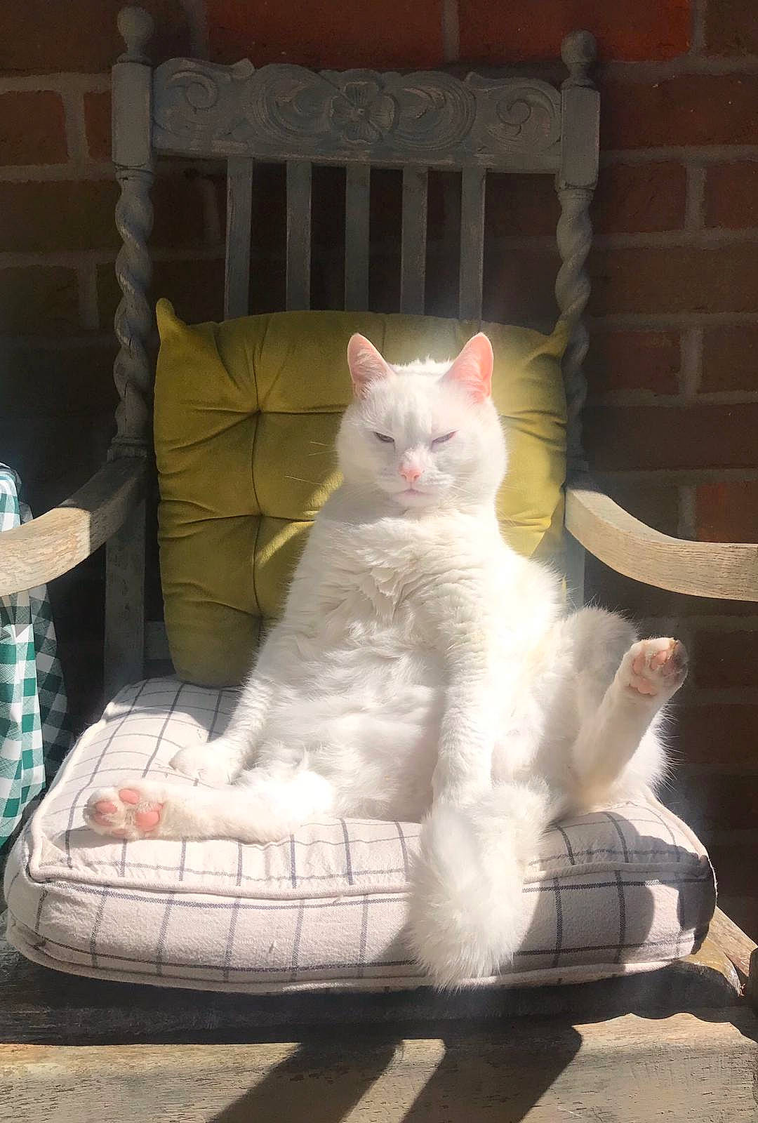 Jules joined the competition — help win amazing prizes! carnivore, cat, comfort, domestic_short_haired_cat, felidae, fur, linens, paw, sitting, small_to_medium_sized_cats, snout, tail, terrestrial_animal, whiskers