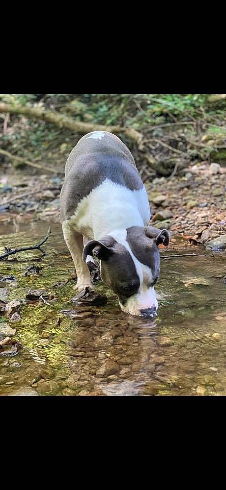 Bella joined the competition — help win amazing prizes! canidae, carnivore, companion_dog, dog_breed, fawn, grass, livestock, non_sporting_group, snout, sporting_group, tail, tapir, terrestrial_animal, water, wildlife, working_animal