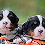 adorable, animal, bernese_mountain_dog, close_up, cute, dog, fluffy, fur, green_background, nature, outdoor, paws, pet, playful, puppies, rope_toy, snuggling, soft_focus, two_animals, young_dog