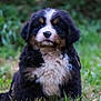 animal, bernese_mountain_dog, black, brown, canine, cute, dog, fluffy, fur, grass, mammal, nature, nose, outdoor, pet, portrait, puppy, sitting, white, young