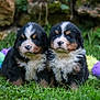 adorable, animal, bernese_mountain_dog, colorful, companions, cute, dog, fluffy, fur, grass, greenery, nature, outdoor, pets, playful, puppy, sitting, stone_wall, toys, young