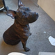 Ollya participe au concours pour gagner de l'argent avec cette photo : animal, black, brindle_coat, brown, canine, companion, concrete_floor, curious, dog, domestic_animal, ears_up, floor, indoor, looking_up, paw, pet, sitting, snout, workspace, young_dog