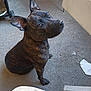 animal, black, brindle_coat, brown, canine, companion, concrete_floor, curious, dog, domestic_animal, ears_up, floor, indoor, looking_up, paw, pet, sitting, snout, workspace, young_dog