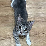 Güerro joined the competition — help win amazing prizes! cat, kitten, gray_cat, tabby, paws, wood_floor, indoor, looking_up, big_eyes, whiskers, fur, playful, pet, domestic_animal, lying_down, relaxed, ears, closeup, portrait, curious