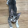 cat, kitten, gray_cat, tabby, paws, wood_floor, indoor, looking_up, big_eyes, whiskers, fur, playful, pet, domestic_animal, lying_down, relaxed, ears, closeup, portrait, curious