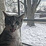 cat, kitten, window, snow, tree, indoor, whiskers, ears, fur, open_mouth, tongue, portrait, closeup, pet, animal, curious, silliness, daylight, curtain, glass_window