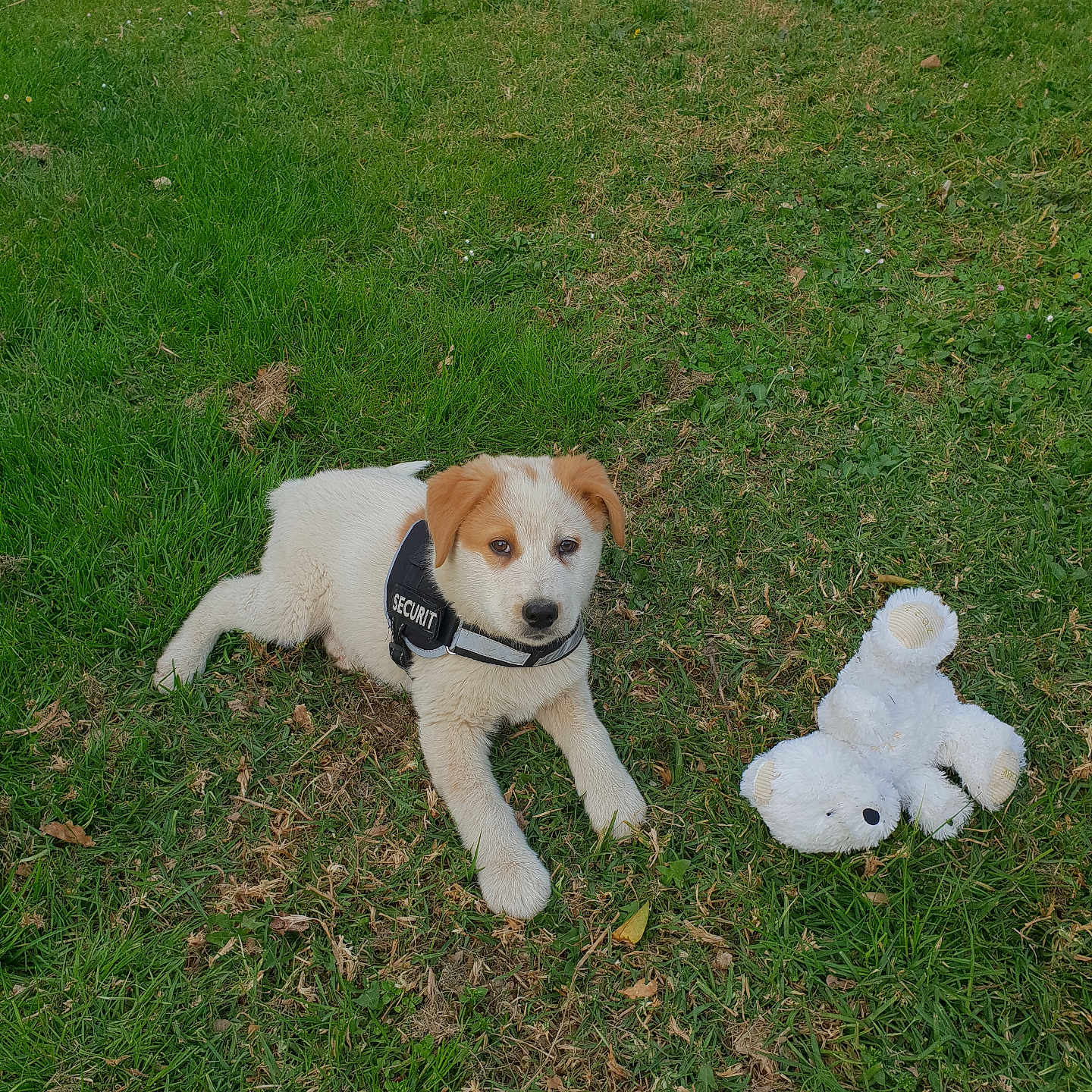 Tobby
