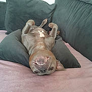 Bella participe au concours pour gagner de l'argent avec cette photo : dog, upside_down, smiling, couch, pillows, blanket, indoor, pet, relaxed, playful, cute, canine, fur, teeth, nose, ears, comfort, home, resting, happy