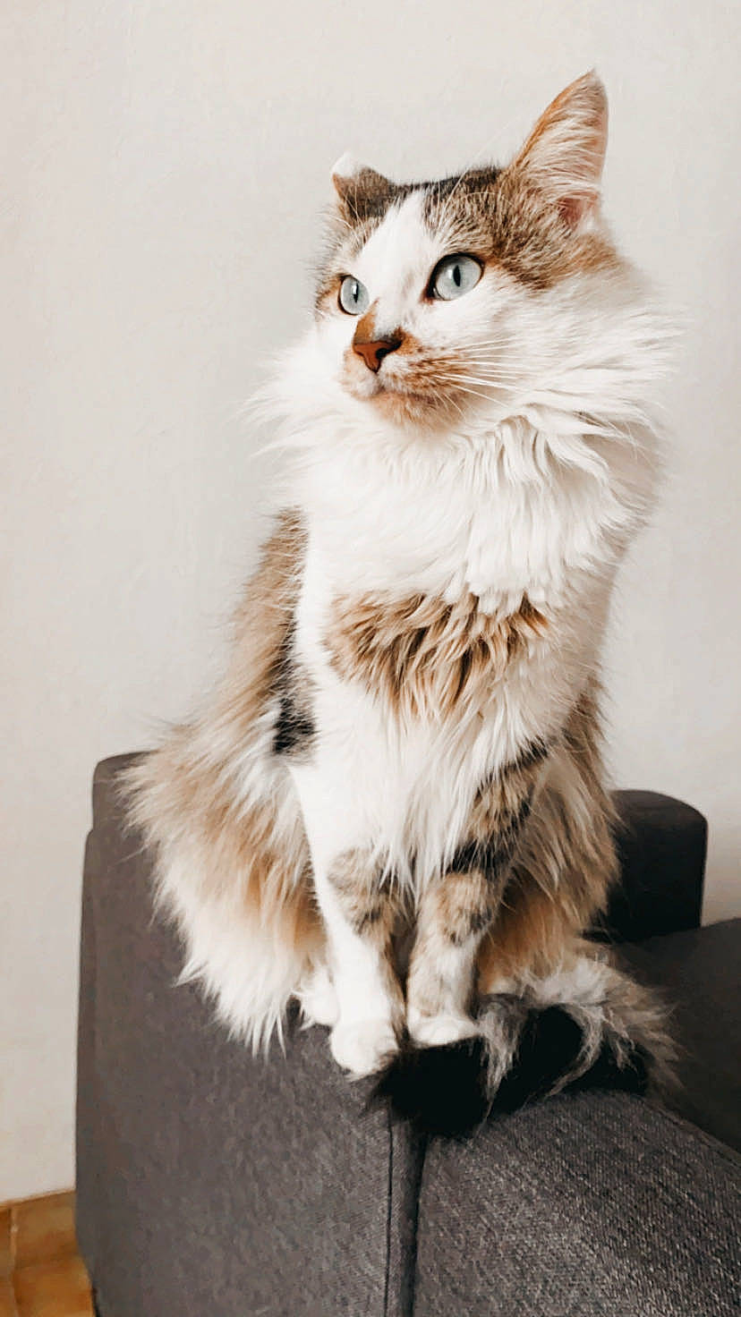 Ayko participe au concours pour gagner de l'argent avec cette photo : british_longhair, carnivore, cat, claw, domestic_short_haired_cat, felidae, fur, maine_coon, paw, siberian, sitting, small_to_medium_sized_cats, snout, tail, terrestrial_animal, tree, whiskers