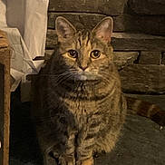Coco joined the competition — help win amazing prizes! cat, tabby_cat, animal, feline, pet, sitting, striped_fur, indoor, stone_wall, dim_lighting, fur, whiskers, ears, eyes, tail, clutter, household, quiet, calm, domestic