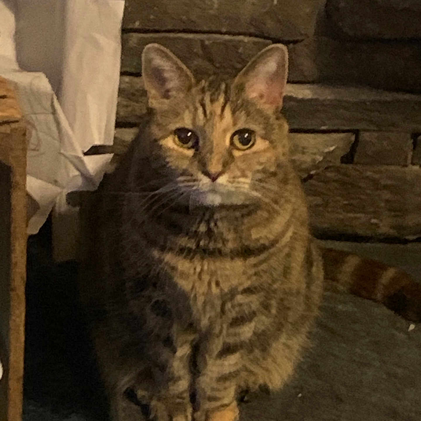 Coco joined the competition — help win amazing prizes! cat, tabby_cat, animal, feline, pet, sitting, striped_fur, indoor, stone_wall, dim_lighting, fur, whiskers, ears, eyes, tail, clutter, household, quiet, calm, domestic