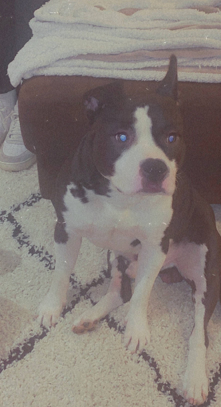 Newton a rejoint le concours — aidez-le/la à gagner de superbes lots ! art, boston_terrier, canidae, carnivore, chair, companion_dog, dog, dog_breed, door, fawn, flooring, fur, mammal, paw, snout, sporting_group, tail, vertebrate, whiskers, working_animal