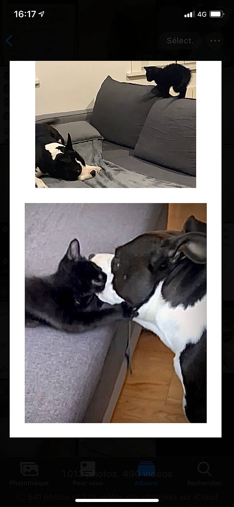 Newton participe au concours pour gagner de l'argent avec cette photo : black, carnivore, cat, comfort, companion_dog, couch, dog_breed, felidae, flooring, fur, grey, hardwood, light, linens, photograph, rectangle, room, small_to_medium_sized_cats, tail, whiskers