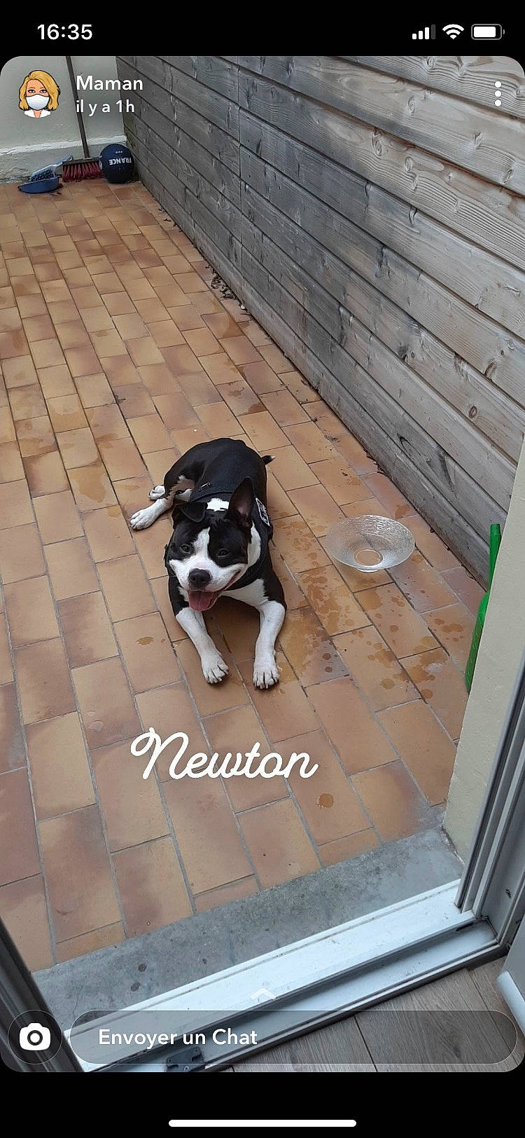 Newton a rejoint le concours — aidez-le/la à gagner de superbes lots ! canidae, carnivore, collar, companion_dog, dog, dog_breed, dog_collar, dog_supply, fawn, floor, flooring, hardwood, leash, pet_supply, snout, sporting_group, stairs, tail, wood, working_animal