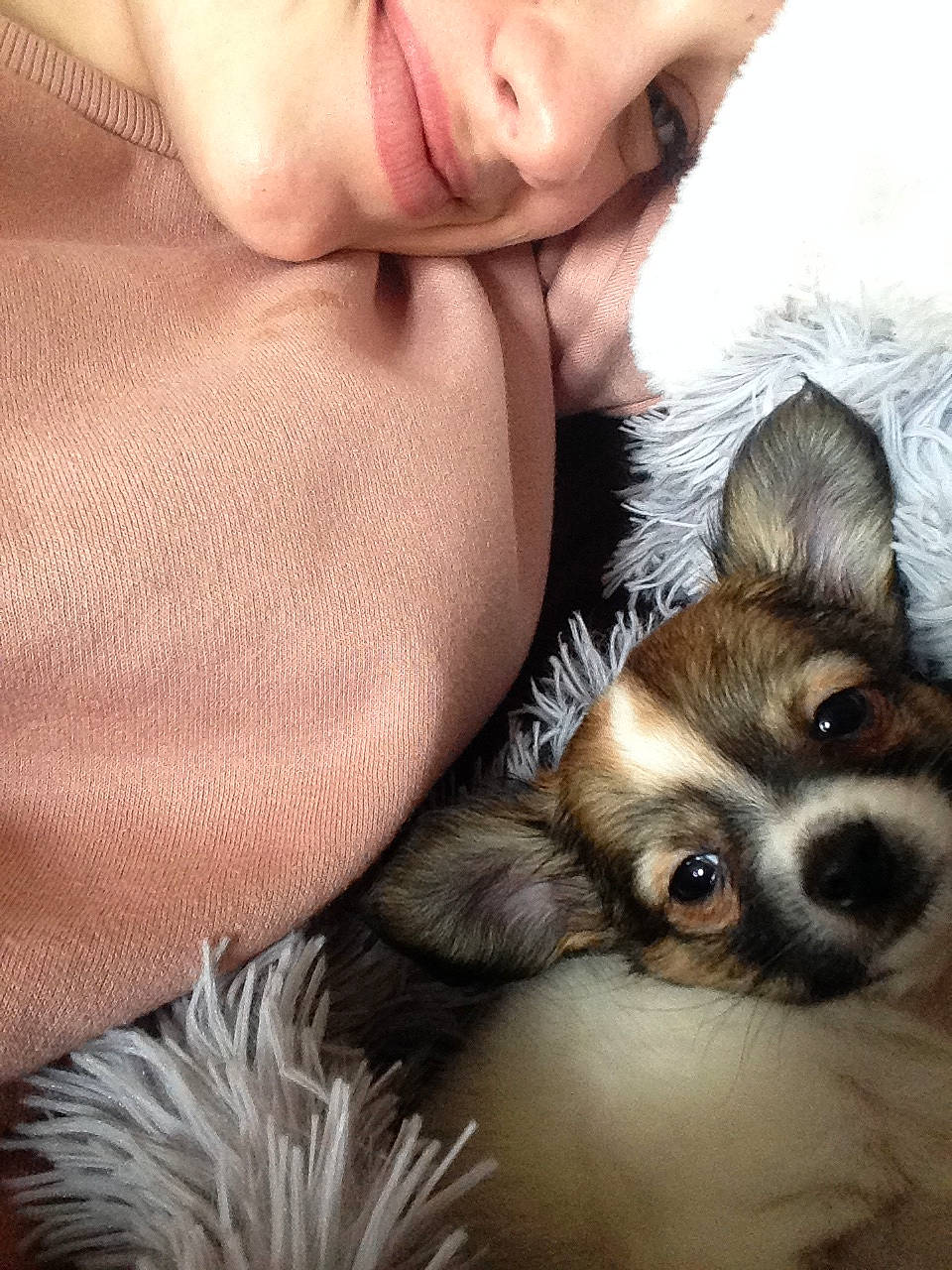 Neill a rejoint le concours — aidez-le/la à gagner de superbes lots ! canidae, carnivore, companion_dog, dog, dog_breed, ear, fur, love, nose, puppy, puppy_love, skin, toy_dog