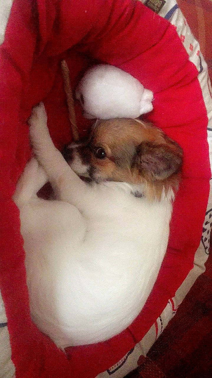 Neill participe au concours pour gagner de l'argent avec cette photo : canidae, carnivore, companion_dog, dog, dog_breed, fawn, mammal, puppy, shih_tzu