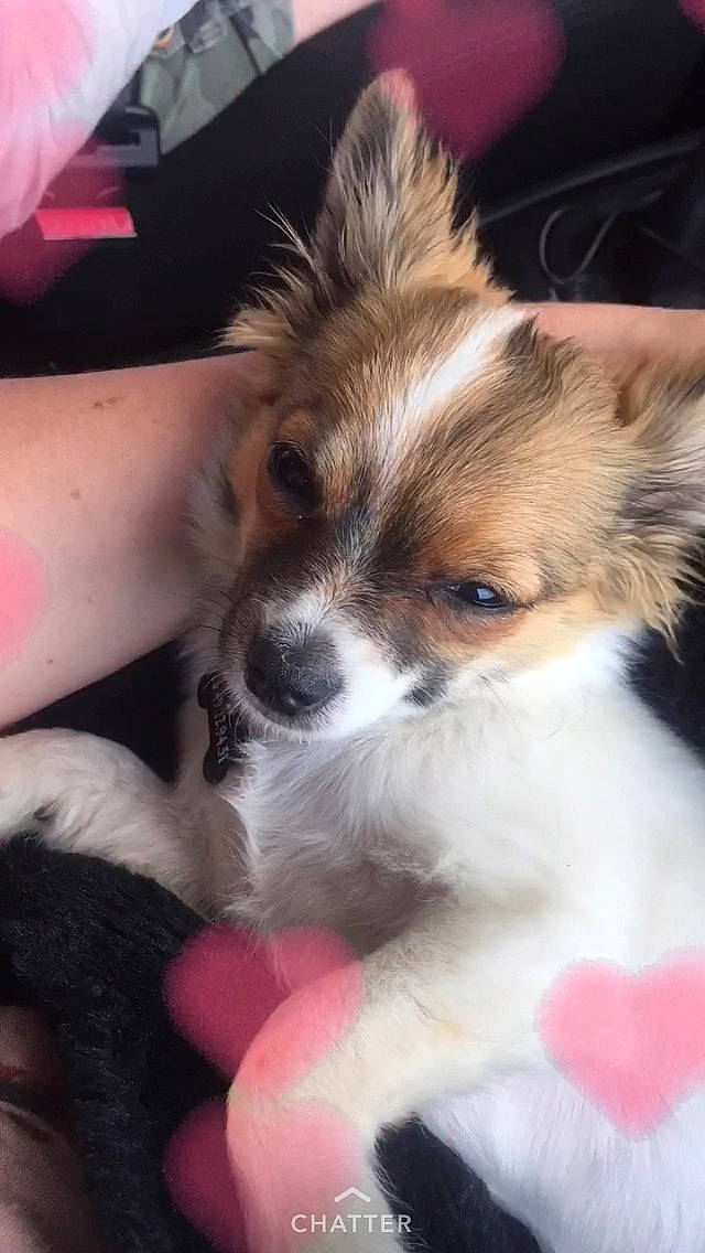 Neill a rejoint le concours — aidez-le/la à gagner de superbes lots ! biewer_terrier, canidae, carnivore, companion_dog, dog, dog_breed, mammal, morkie, papillon, phalene, puppy, puppy_love, rare_breed_dog, shih_tzu, snout, spaniel, sporting_group, toy_dog, vertebrate, yorkshire_terrier