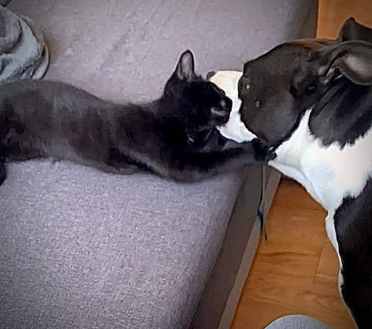 Rolho participe au concours pour gagner de l'argent avec cette photo : black_cat, boston_terrier, carnivore, cat, comfort, companion_dog, dog_breed, domestic_short_haired_cat, felidae, floor, flooring, fur, grey, hardwood, linens, paw, small_to_medium_sized_cats, snout, tail, whiskers