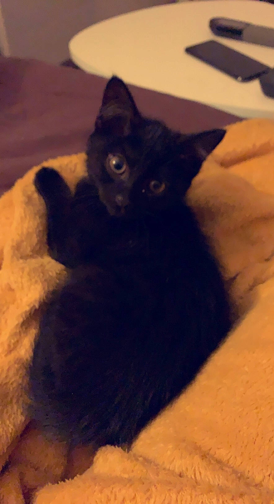 Rolho participe au concours pour gagner de l'argent avec cette photo : black_cat, bombay, carnivore, cat, cat_supply, comfort, domestic_short_haired_cat, felidae, flooring, fur, grey, mammal, paw, sand, shadow, small_to_medium_sized_cats, tail, terrestrial_animal, vertebrate, whiskers