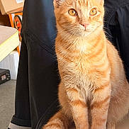 Sandra Grignard participe au concours pour gagner de l'argent avec cette photo : cat, ginger_cat, orange_tabby, pet, feline, sitting, portrait, close_up, golden_eyes, whiskers, ears, fur, fluffy_tail, indoor, home, black_background, table, box, alert, cute