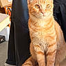 cat, ginger_cat, orange_tabby, pet, feline, sitting, portrait, close_up, golden_eyes, whiskers, ears, fur, fluffy_tail, indoor, home, black_background, table, box, alert, cute