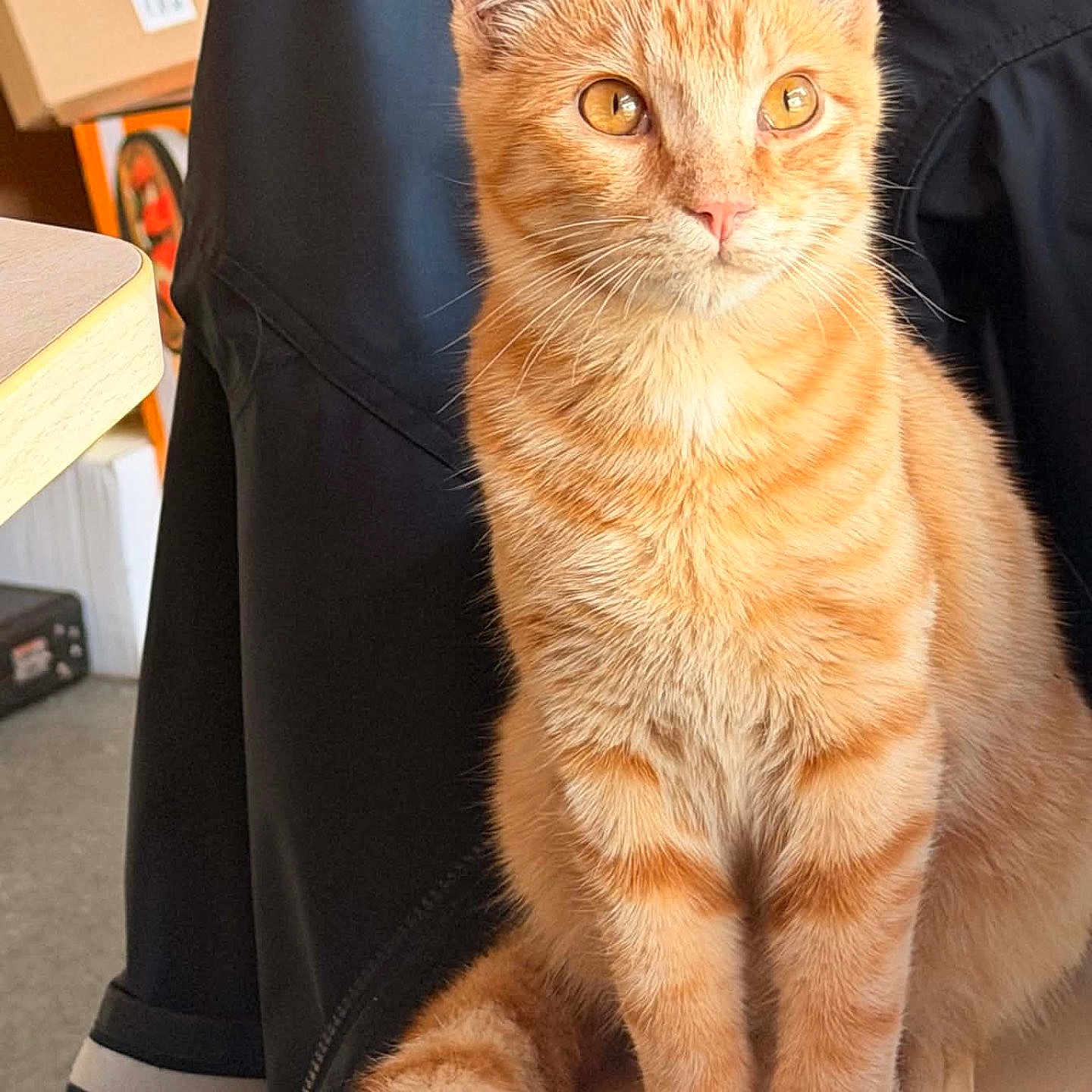 Sandra Grignard participe au concours pour gagner de l'argent avec cette photo : cat, ginger_cat, orange_tabby, pet, feline, sitting, portrait, close_up, golden_eyes, whiskers, ears, fur, fluffy_tail, indoor, home, black_background, table, box, alert, cute