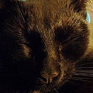 Spaz is registered to the contest to win money with this photo: animal, background_blur, black_cat, cat, close_up, closeup, cozy, dim_lighting, domestic_animal, ears, face, feline, fur, indoor, nose, pet, portrait, relaxed, sleeping, whiskers