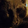 animal, background_blur, black_cat, cat, close_up, closeup, cozy, dim_lighting, domestic_animal, ears, face, feline, fur, indoor, nose, pet, portrait, relaxed, sleeping, whiskers
