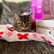 Freddie joined the competition — help win amazing prizes! kitten, tabby, cat, indoor, blanket, butterfly_pattern, couch, pet, young_animal, feline, closeup, curious, animal, soft_focus, domestic, cozy, box, home, fur, small