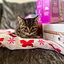 kitten, tabby, cat, indoor, blanket, butterfly_pattern, couch, pet, young_animal, feline, closeup, curious, animal, soft_focus, domestic, cozy, box, home, fur, small
