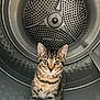 Freddie joined the competition — help win amazing prizes! kitten, cat, tabby, animal, pet, curious, inside, washing_machine, metal, drum, circular, wide_eyes, fur, whiskers, ears, young, cute, domestic, indoor, looking