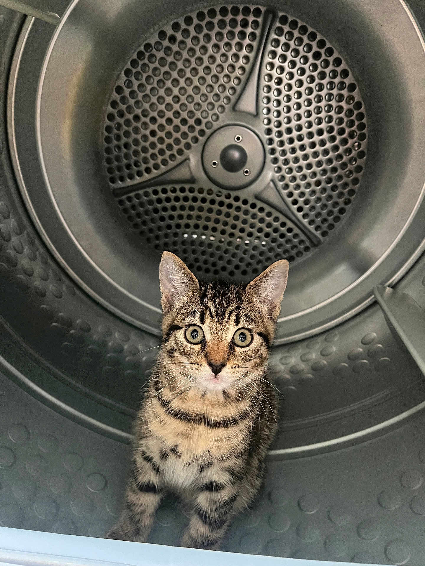 Freddie joined the competition — help win amazing prizes! kitten, cat, tabby, animal, pet, curious, inside, washing_machine, metal, drum, circular, wide_eyes, fur, whiskers, ears, young, cute, domestic, indoor, looking