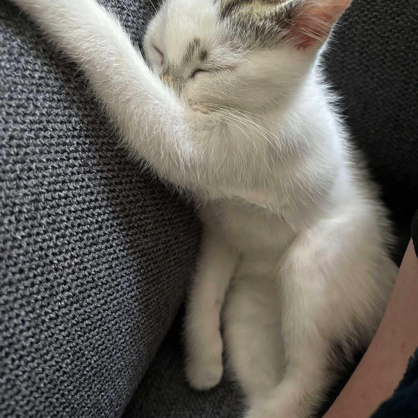 Law participe au concours pour gagner de l'argent avec cette photo : abyssinian, angora, animal, blanket, cat, couch, cushion, furniture, homedecor, kitten, manx, person, pet, sleeping