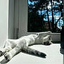 abyssinian, animal, canine, cat, dog, electronics, fir, husky, kitten, manx, person, pet, plant, siamese, sleeping, tree, whitedog, window, windowsill, wood