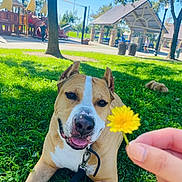 Boss joined the competition — help win amazing prizes! dog, pitbull, pet, animal, grass, park, flower, dandelion, leash, collar, tongue, smile, close_up, hand, playground, trees, sunny, shade, outdoor, people