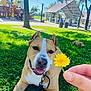 dog, pitbull, pet, animal, grass, park, flower, dandelion, leash, collar, tongue, smile, close_up, hand, playground, trees, sunny, shade, outdoor, people