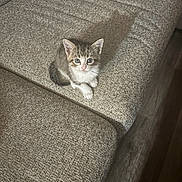 Socks joined the competition — help win amazing prizes! animal, cat, couch, cozy, cute, eyes, floor, fur, furniture, home, indoor, kitten, looking_up, pet, shadow, sitting, small, tabby, texture, whiskers