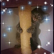 Picasso participe au concours pour gagner de l'argent avec cette photo : cat, tabby_cat, scratching_post, claws, paws, indoor, curious, peeking, whiskers, feline, cute, pet, animal, cozy, sparkles, magic_effect, playful, climbing, fur, eyes