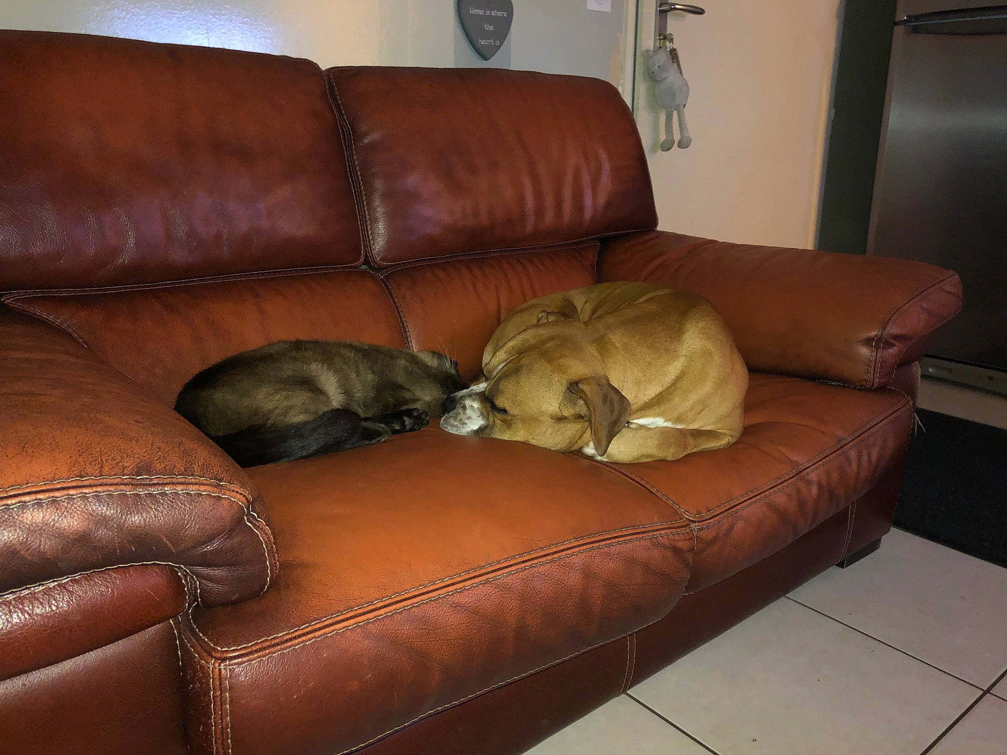 Boss participe au concours pour gagner de l'argent avec cette photo : canidae, caramel_color, carnivore, chair, comfort, companion_dog, couch, dog_breed, floor, flooring, furniture, leather, liver, living_room, loveseat, recliner, room, slipcover, sporting_group