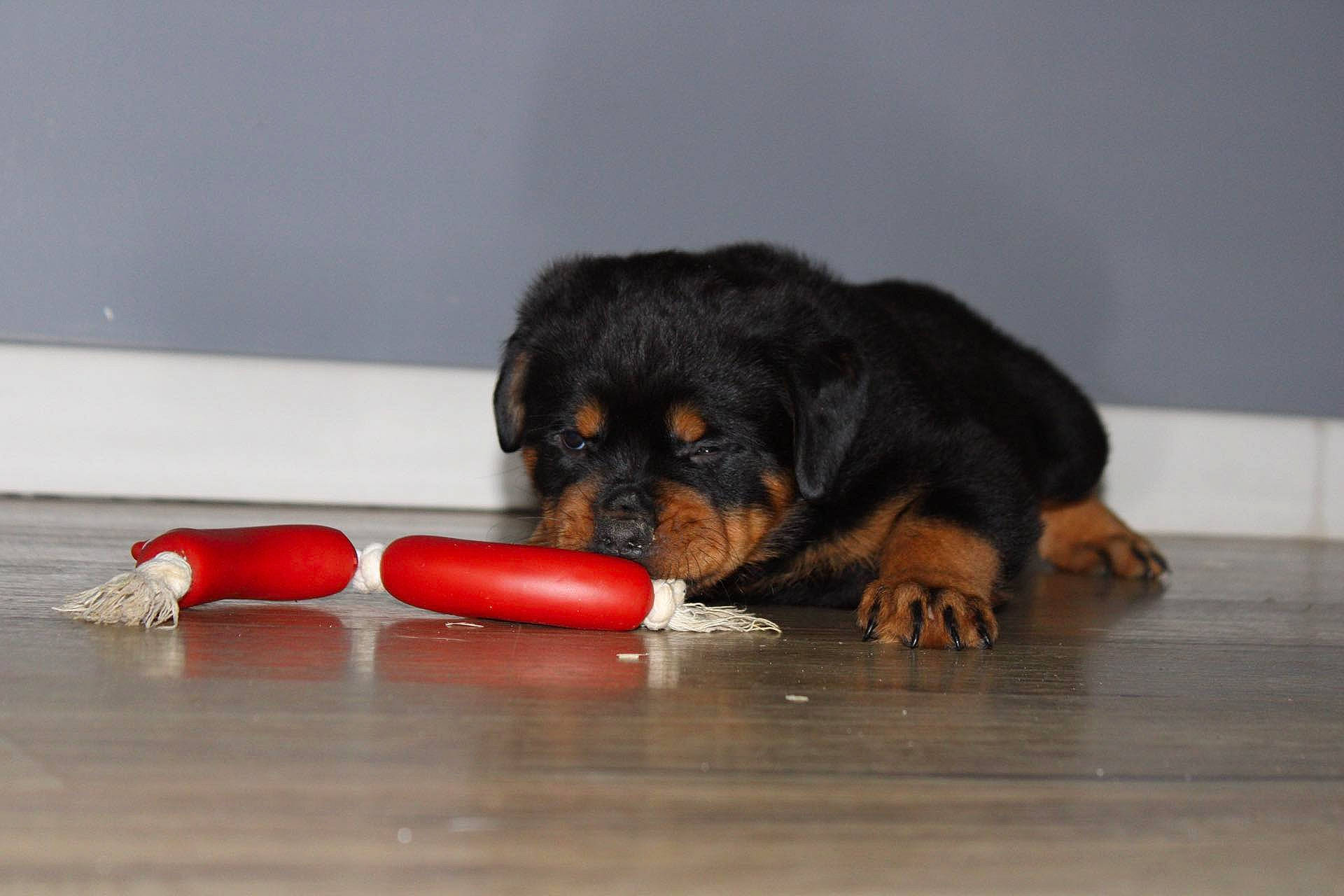 Ulya participe au concours pour gagner de l'argent avec cette photo : animal_feed, canidae, carmine, carnivore, comfort, companion_dog, dog, dog_breed, dog_supply, flooring, fur, guard_dog, paw, pet_food, rottweiler, snout, sporting_group, tail, working_animal, working_dog