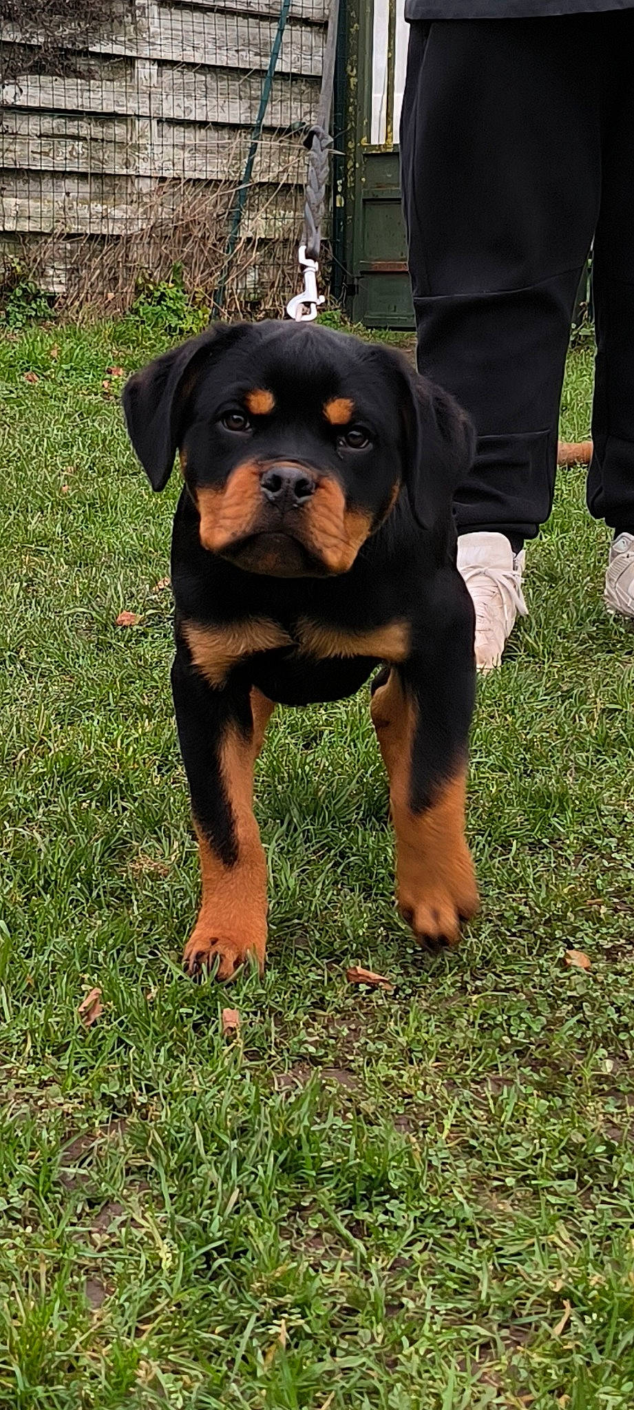 Ulya participe au concours pour gagner de l'argent avec cette photo : carnivore, companion_dog, dog, dog_breed, fawn, foot, grass, hound, hunting_dog, molosser, rottweiler, snout, sporting_group, terrestrial_animal, working_animal, working_dog