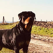 Leia participe au concours pour gagner de l'argent avec cette photo : cane_corso, canidae, carnivore, companion_dog, dog, dog_breed, fawn, guard_dog, labrador_retriever, mammal, molosser, rottweiler, sky, sporting_group, vertebrate, working_dog