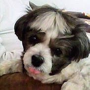 Cassie is registered to the contest to win money with this photo: animal, black_and_white, close_up, companion, cozy, cute, dog, domestic_animal, face, fur, furry, indoor, lying_down, paw, pet, resting, small_dog, snout, tongue_out, whiskers