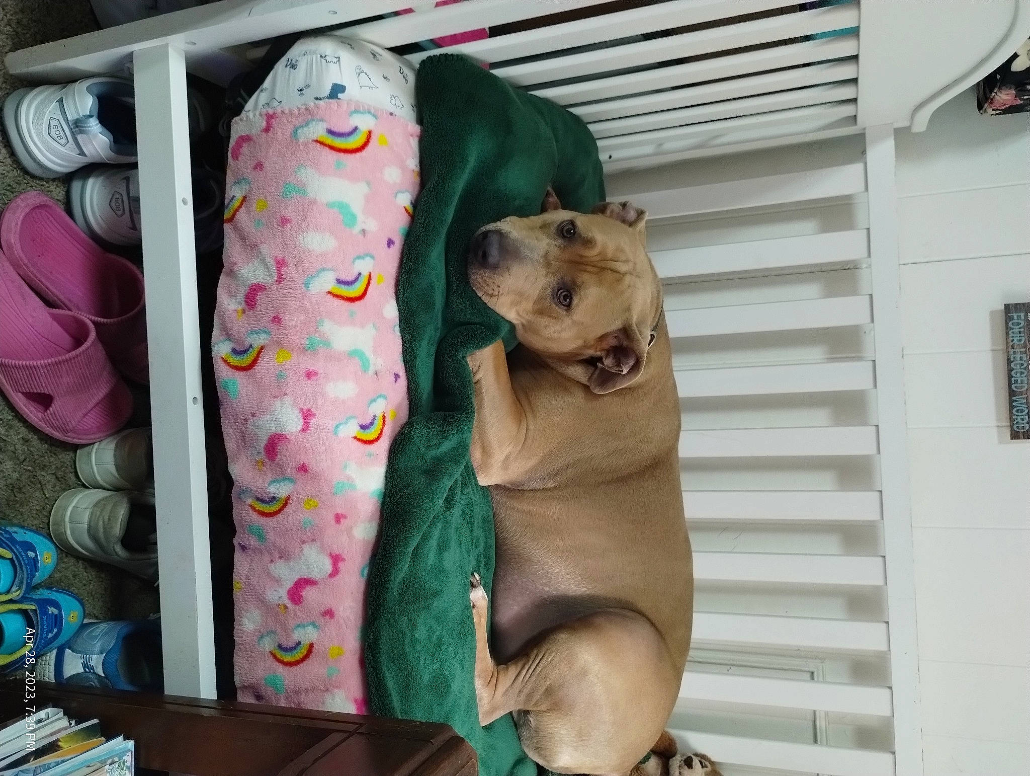 Tanner joined the competition — help win amazing prizes! ancient_dog_breeds, baby_products, canidae, car_seat, carnivore, collar, comfort, companion_dog, couch, dog, dog_breed, dog_collar, dog_supply, fawn, guard_dog, non_sporting_group, pet_supply, room, sporting_group, stuffed_toy