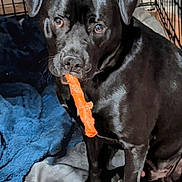 Ozzy is registered to the contest to win money with this photo: animal, black_dog, blanket, canine, chew_toy, companion, crate, cute, dog, ears, floor, fur, home, indoor, looking_up, paw, pet, playful, resting, toy